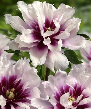 3070_7122_Paeonia_Itoh_Cora_Louise__Photo_Darwinplants.jpg