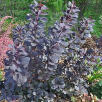 66_2484_Cotinus parukapuu.JPG