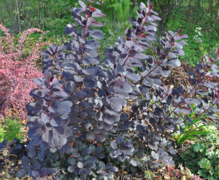 66_2484_Cotinus parukapuu.JPG