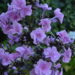 3072_7125_Phlox_paniculata_Zenobia1_Photo_Darwinplants.jpg