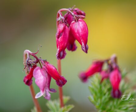 3076_10080_Dicentra_formosa_Luxuriant_kaunis_murtudsuda.jpg