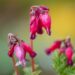 3076_10080_Dicentra_formosa_Luxuriant_kaunis_murtudsuda.jpg