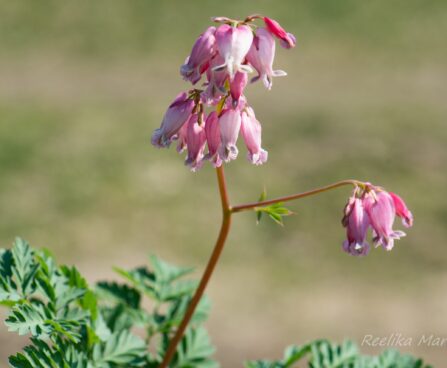 3076_8291_Dicentra_formosa_Luxuriant_2.JPG