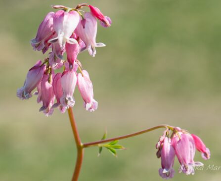 3076_8292_Dicentra_formosa_Luxuriant_3.JPG