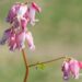3076_8292_Dicentra_formosa_Luxuriant_3.JPG