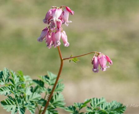 3076_8293_Dicentra_formosa_Luxuriant_5.JPG