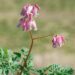 3076_8293_Dicentra_formosa_Luxuriant_5.JPG