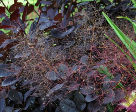 66_4297_Cotinus parukapuu.jpg