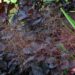 66_4297_Cotinus parukapuu.jpg