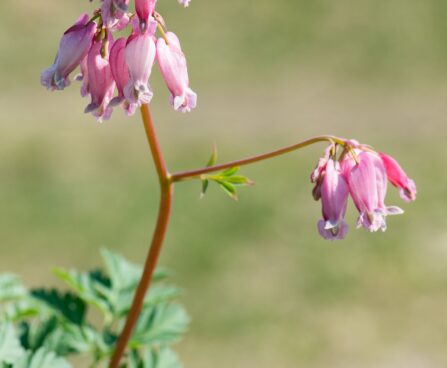 3076_8294_Dicentra_formosa_Luxuriant_4.JPG