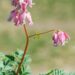 3076_8294_Dicentra_formosa_Luxuriant_4.JPG