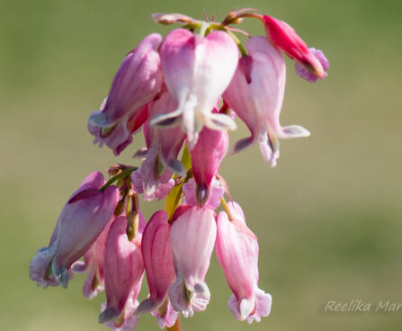 3076_8295_Dicentra_formosa_Luxuriant.JPG