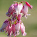 3076_8295_Dicentra_formosa_Luxuriant.JPG