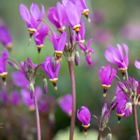 3077_11118_Dodecatheon_meadia_Red_Wing_jumalatelill.jpg