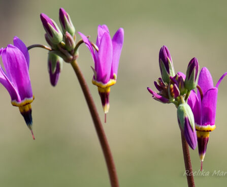 3077_8353_Dodecatheon_meadia_Red_Wing.JPG