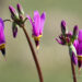 3077_8353_Dodecatheon_meadia_Red_Wing.JPG