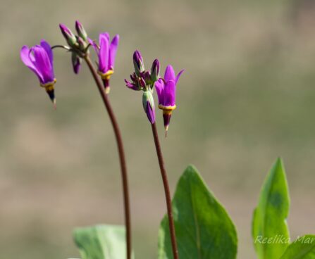 3077_8354_Dodecatheon_meadia_Red_Wing_2.JPG