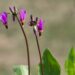 3077_8354_Dodecatheon_meadia_Red_Wing_2.JPG