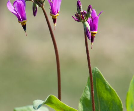 3077_8355_Dodecatheon_meadia_Red_Wing_3.JPG