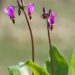 3077_8355_Dodecatheon_meadia_Red_Wing_3.JPG