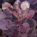66_7439_Cotinus_coggygria_Royal_Purple parukapuu.JPG