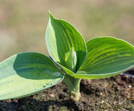 3079_8301_Hosta_Blue_Circle_.JPG