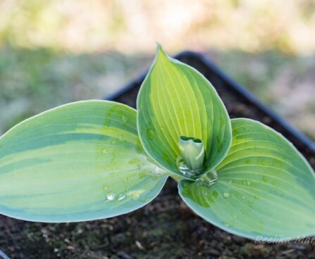 3079_8302_Hosta_Blue_Circle__2.JPG