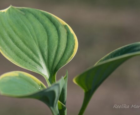 3081_8305_Hosta_Cliffords_Forest_Fire_3.JPG