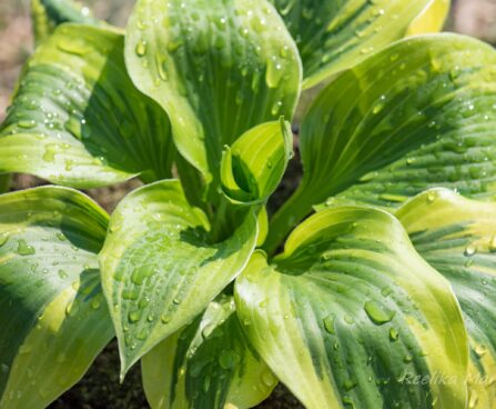 3083_8319_Hosta_Lakeside_Spruce_Goose_2.JPG