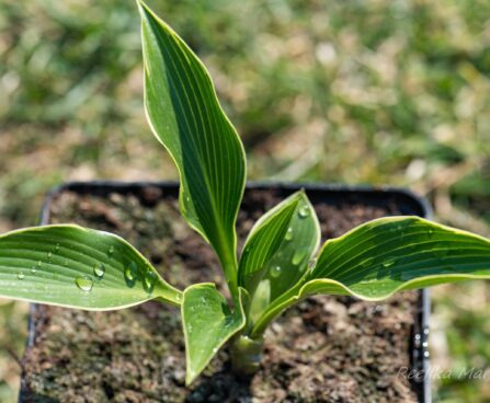 3085_8334_Hosta_Silver_Shadow__2.JPG