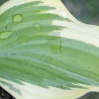 3086_8348_Hosta_Winter_Warrior.JPG