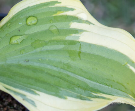 3086_8348_Hosta_Winter_Warrior.JPG