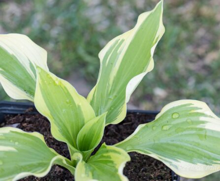 3086_8349_Hosta_Winter_Warrior_2.JPG