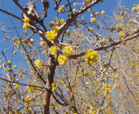 Cornus_mas_kirsskontpuu.jpg