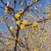 Cornus_mas_kirsskontpuu.jpg