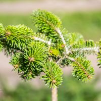 3092_9803_Abies_koreana_Cis_korea_nulg_2.jpg