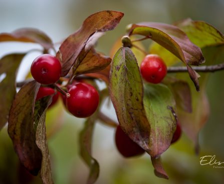 67_9709_Cornus_mas__kirss-kontpuu.jpg