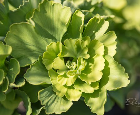 3106_9223_Ginkgo_biloba_Mariken.JPG