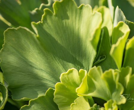 3106_9224_Ginkgo_biloba_Mariken_2.JPG