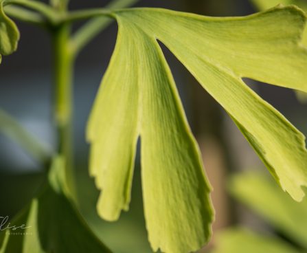 3107_9226_Ginkgo_biloba_Menhir_3.JPG