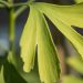 3107_9226_Ginkgo_biloba_Menhir_3.JPG