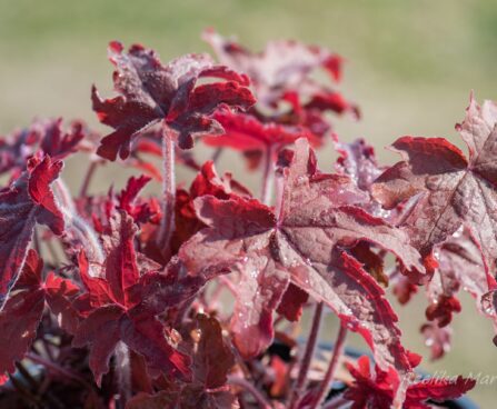 3114_8273_Heucherella_Red_Rover_2.JPG