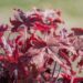 3114_8273_Heucherella_Red_Rover_2.JPG