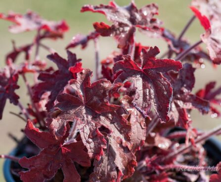 3114_8274_Heucherella_Red_Rover_3.JPG