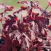 3114_8274_Heucherella_Red_Rover_3.JPG