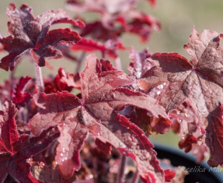 3114_8275_Heucherella_Red_Rover.JPG