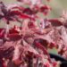 3114_8275_Heucherella_Red_Rover.JPG