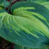 3115_7933_Hosta_Alligator_Alley_.JPG