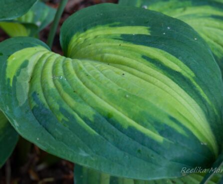 3115_7933_Hosta_Alligator_Alley_.JPG