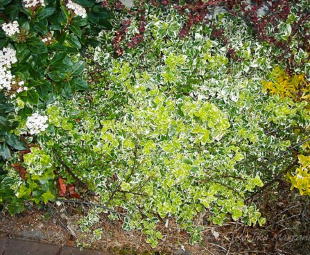 69_4265_Euonymus_Emerald_gaiety.jpg